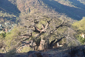 Baobab bei den Epupa Falls